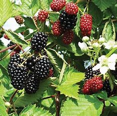 Rubus fruticosus agg. 'Loch Ness'
