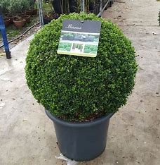 Buxus sempervirens - Ball