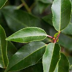 Prunus lusitanica 'Angustifolia'- Portuguese Laurel.