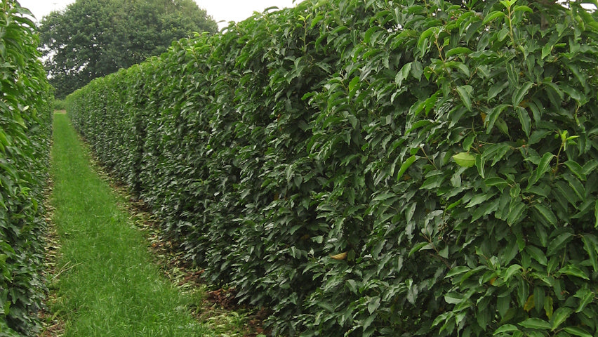 Prunus lusitanica 'Angustifolia'- Portuguese Laurel.