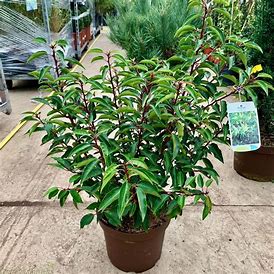 Prunus lusitanica 'Angustifolia'- Portuguese Laurel.