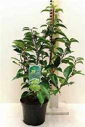 Prunus lusitanica 'Angustifolia'- Portuguese Laurel.