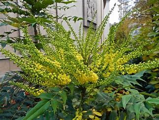 Mahonia X media - Charity