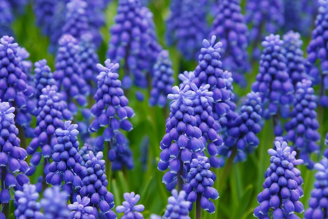 Muscari - Grape Hyacinth