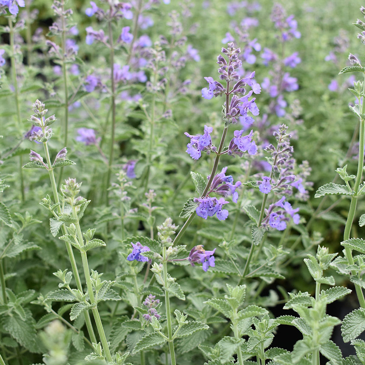 Nepeta × faassenii Junior Walker