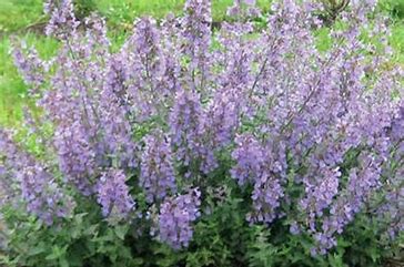 Nepeta × faassenii Junior Walker