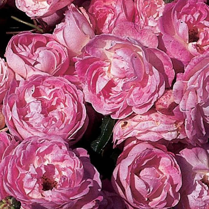 Pearl Wedding Anniversary Rose