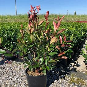 Photinia fraseri 'Red Robin'