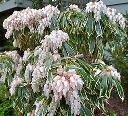 Pieris japonica - 'Varigata'