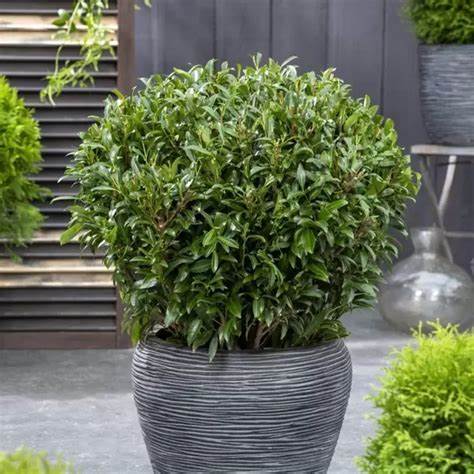 Prunus laurocerasus 'Sofia' 40cm Ball