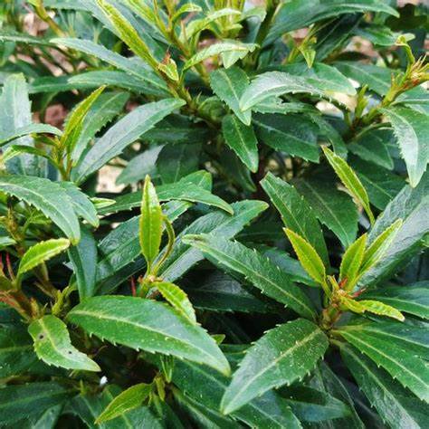 Prunus laurocerasus 'Sofia' 40cm Ball