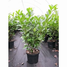 Prunus laurocerasus 'Rotundifolia' - Common Laurel