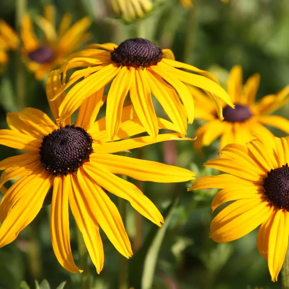 Rudbeckia fulgida 'Goldstrum'