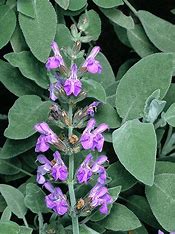 Salvia officinalis