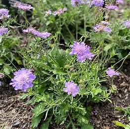 Scabiosa col. 'Butterfly Blue'