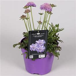 Scabiosa col. 'Butterfly Blue'