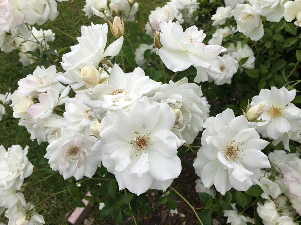 Silver Wedding Celebration Rose