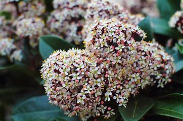 Skimmia japonica 'Rubella'