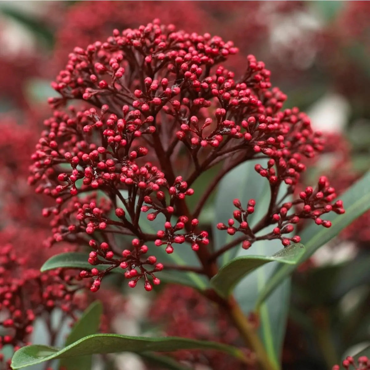 Skimmia japonica 'Rubella'