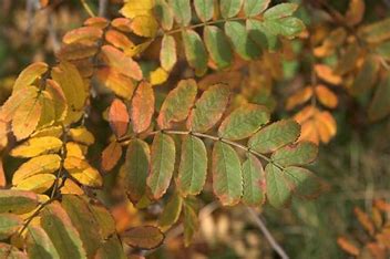 Sorbus aucuparia - Rowen/Mountain Ash Tree