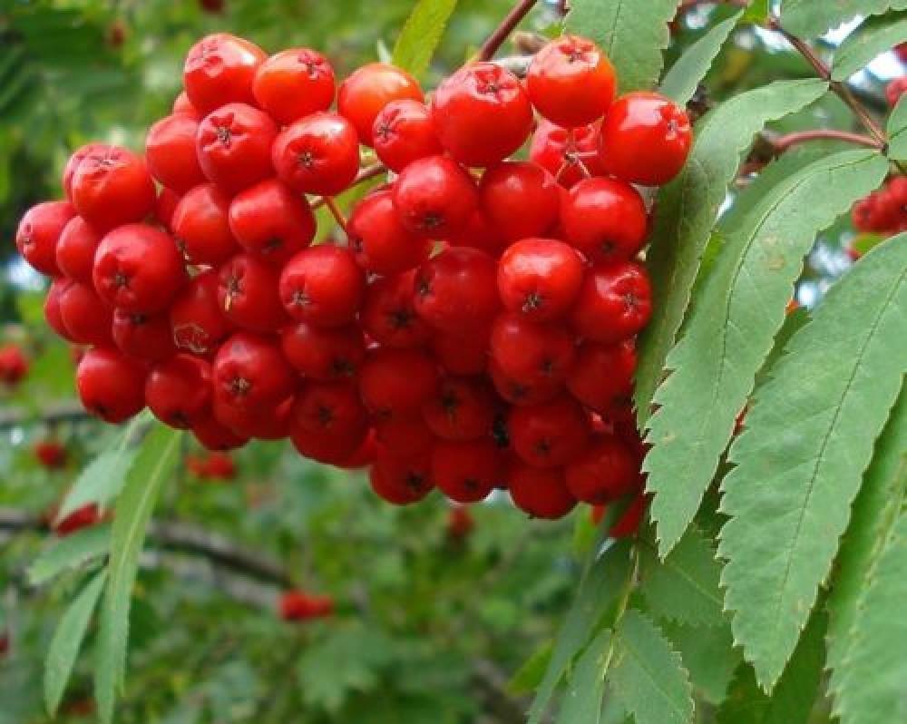 Sorbus aucuparia - Rowen/Mountain Ash Tree