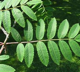 Sorbus aucuparia - Rowen/Mountain Ash Tree
