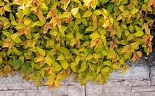 Spiraea japonica - Goldflame