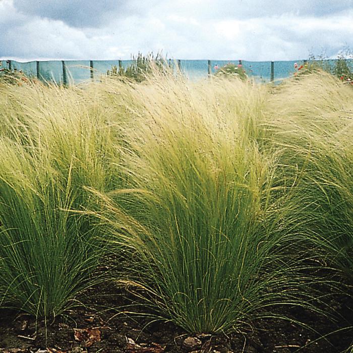 Stipa tenuissima 'Ponytails' - Mexican Feather Grass