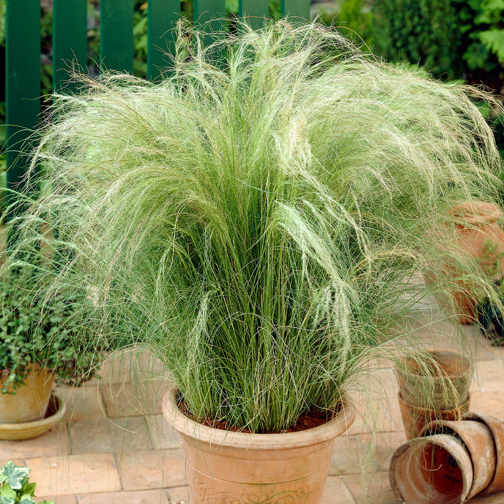 Stipa tenuissima 'Ponytails' - Mexican Feather Grass