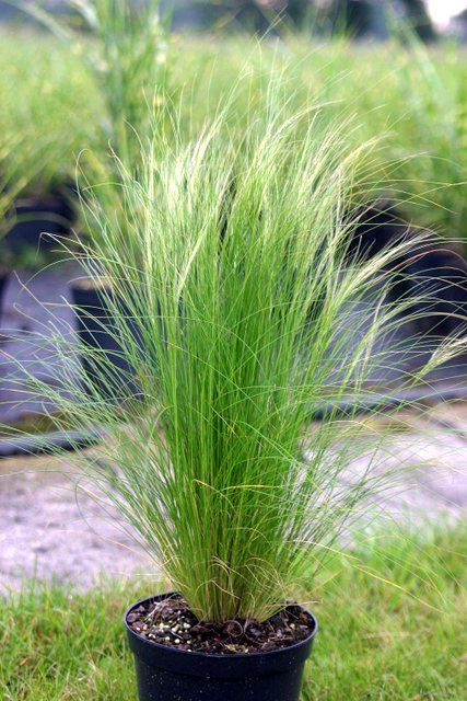 Stipa tenuissima 'Ponytails' - Mexican Feather Grass