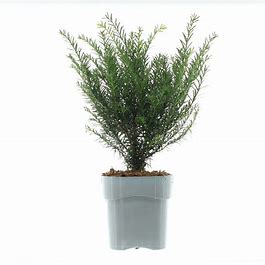 Taxus baccata - Yew