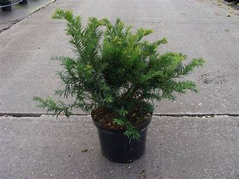 Taxus baccata - Yew