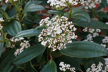 Viburnum Davidii