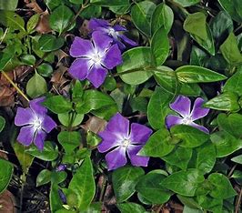 Vinca Major - Greater Periwinkle.