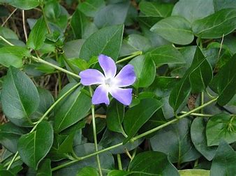 Vinca Major - Greater Periwinkle.