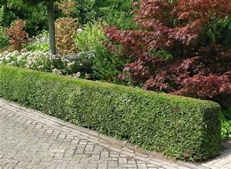 Taxus baccata - Yew