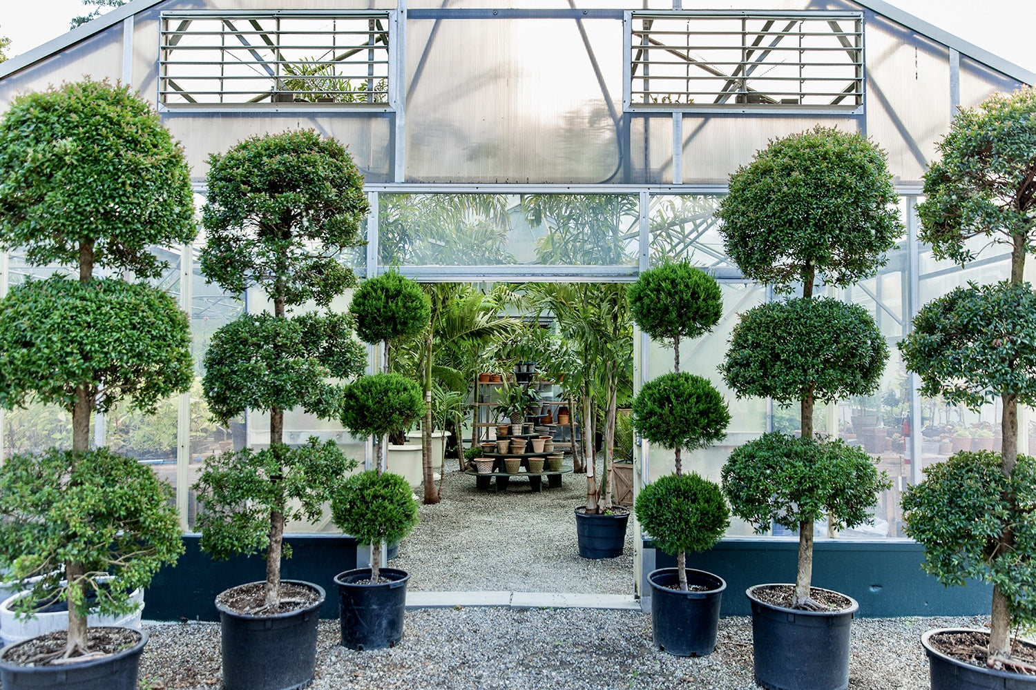 Topiary – All Things Plants