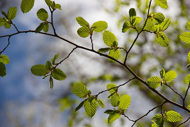 Trees