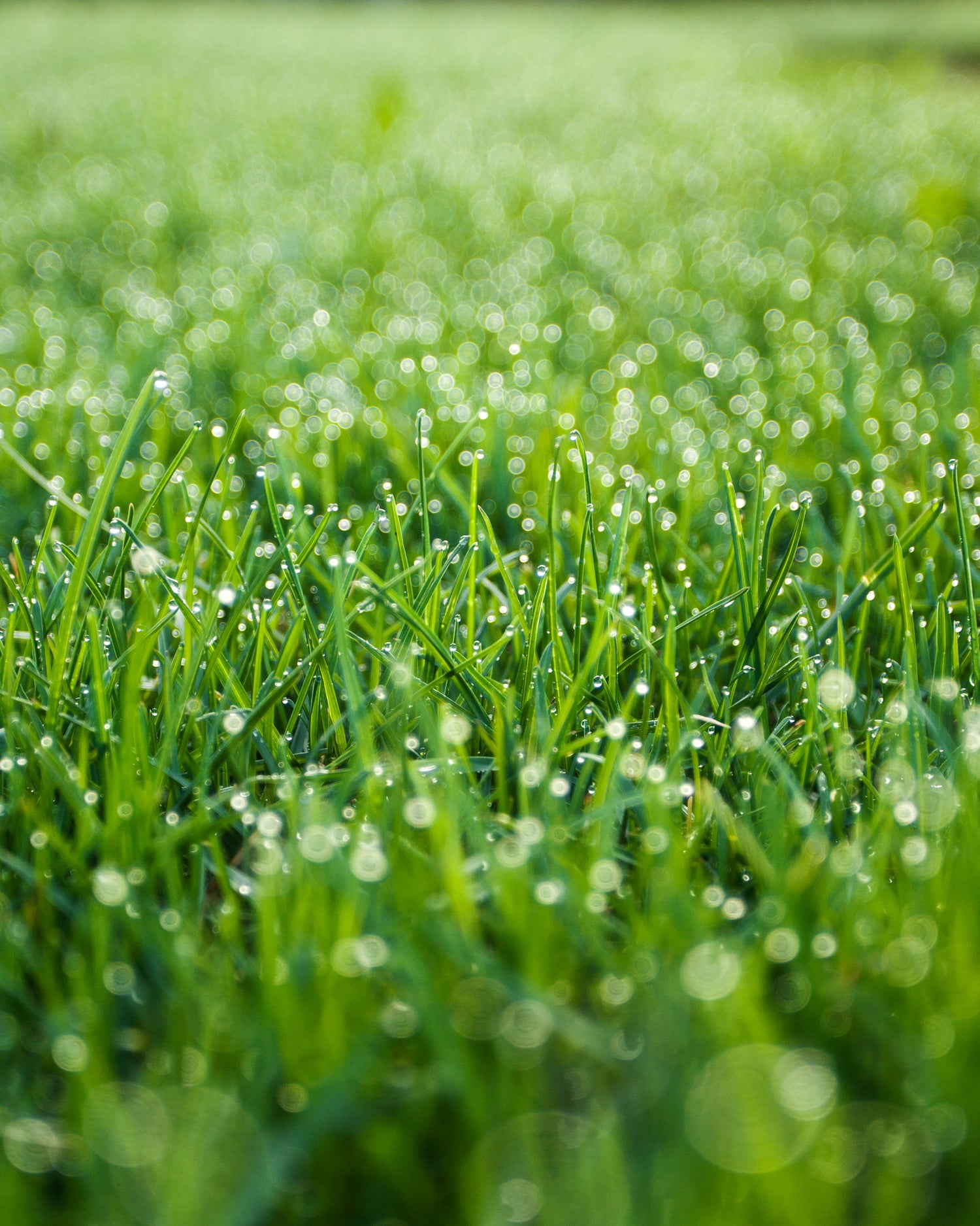 Grasses