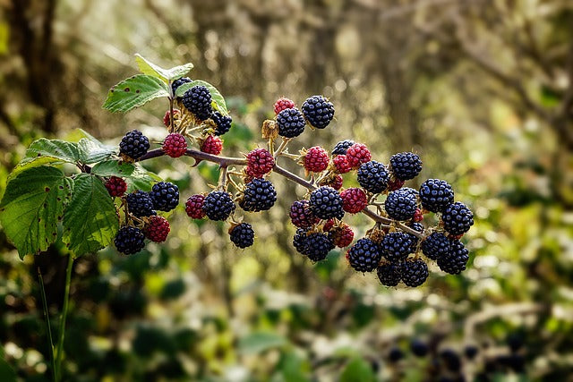 Fruit Bushes