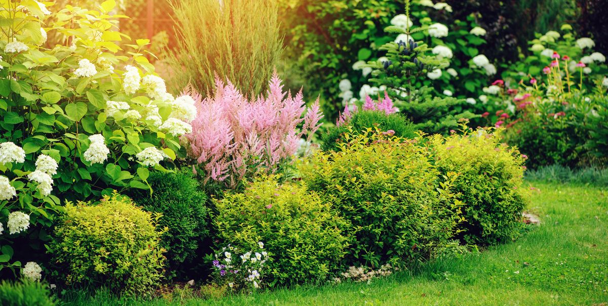 Shrubs