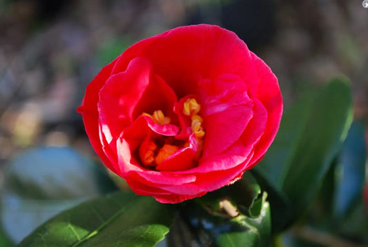 Camellia - Adolphe Audusson
