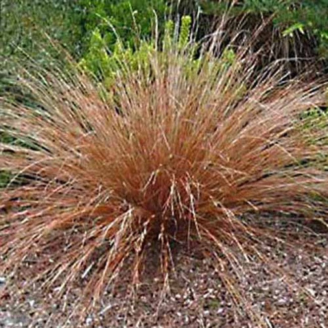 Carex buchananii 'Red Rooster'