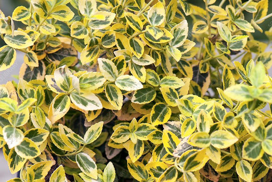 Euonymus 'Emerald & Gold'