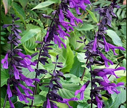 Salvia Amistad
