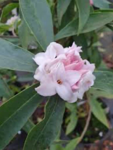 Daphne ‘Perfume Princess