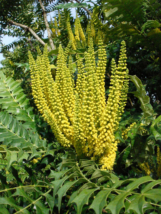 Mahonia X media - Charity