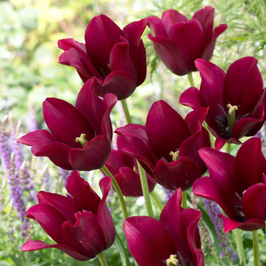 Tulip 'Merlot'