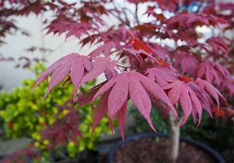 Acer palmatum 'Bloodgood'