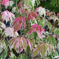 Acer negundo 'Flamingo'